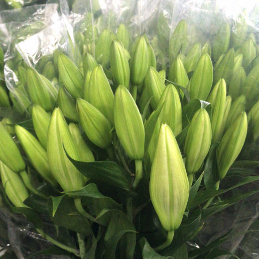 百合 索邦三头A 商品图0