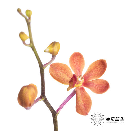 兰花 | 千代兰红色 商品图1