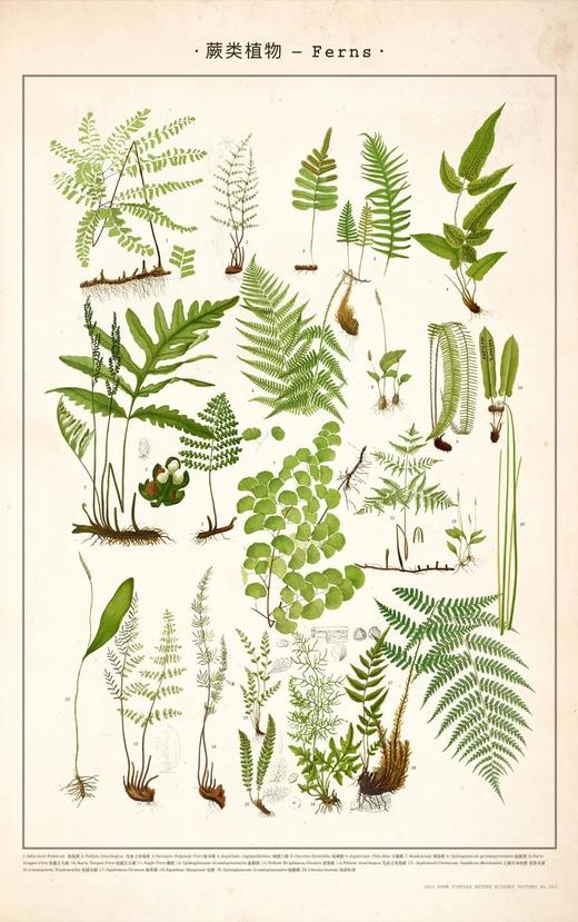 伽罗 JALO 博物画-蕨类植物 P203/P204（预计15天内发货） 商品图0