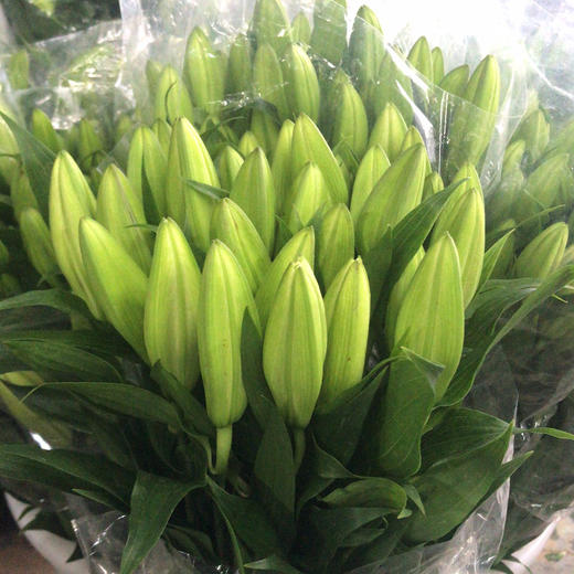 百合 索邦三头A 商品图1