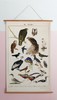 伽罗 JALO 博物画-鸟 P201/P202（预计10天内发货） 商品缩略图1
