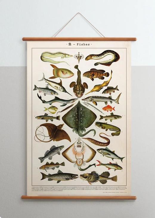 伽罗 JALO 博物画-鱼 P205（预计15天内发货） 商品图2