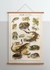伽罗 JALO 博物画-爬行动物 P195/P196-预计15天内发货 商品缩略图2