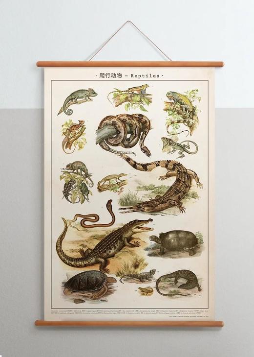 伽罗 JALO 博物画-爬行动物 P195/P196-预计15天内发货 商品图2