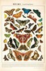 伽罗 JALO 博物画-蝶类与蛾类 P193/P194（预计15天内发货） 商品缩略图0