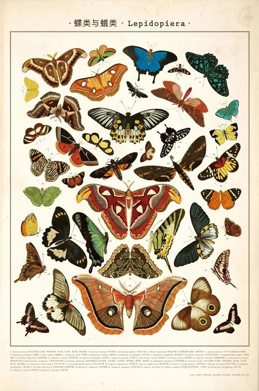 伽罗 JALO 博物画-蝶类与蛾类 P193/P194（预计15天内发货） 商品图0
