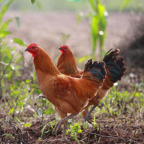 阉公鸡（整只、毛重为4.5~5斤左右）