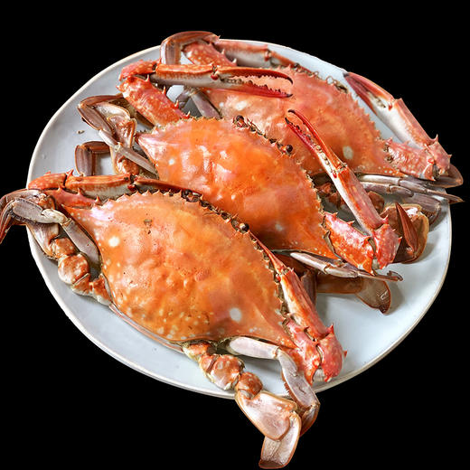 东海梭子蟹鲜活新鲜非冷冻超大海蟹海鲜水产海螃蟹飞蟹8只