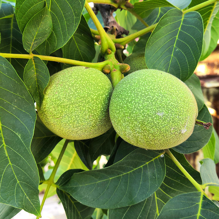 9包邮 】秦岭青皮核桃 "植物界的唐僧肉"送专业工具 鲜甜脆嫩 肉白
