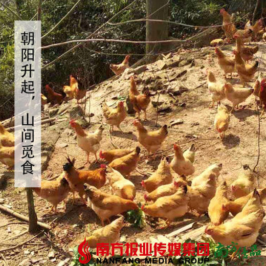 【全国包邮】阳山鸡 毛重3.5斤/只（72小时之内发货） 商品图3