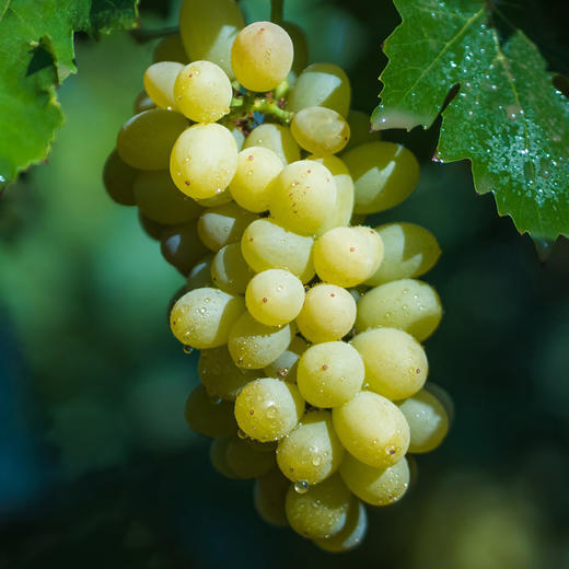 新疆吐鲁番 无核白&玻璃翠葡萄 脆爽甘甜 皮薄无籽 吃的过瘾