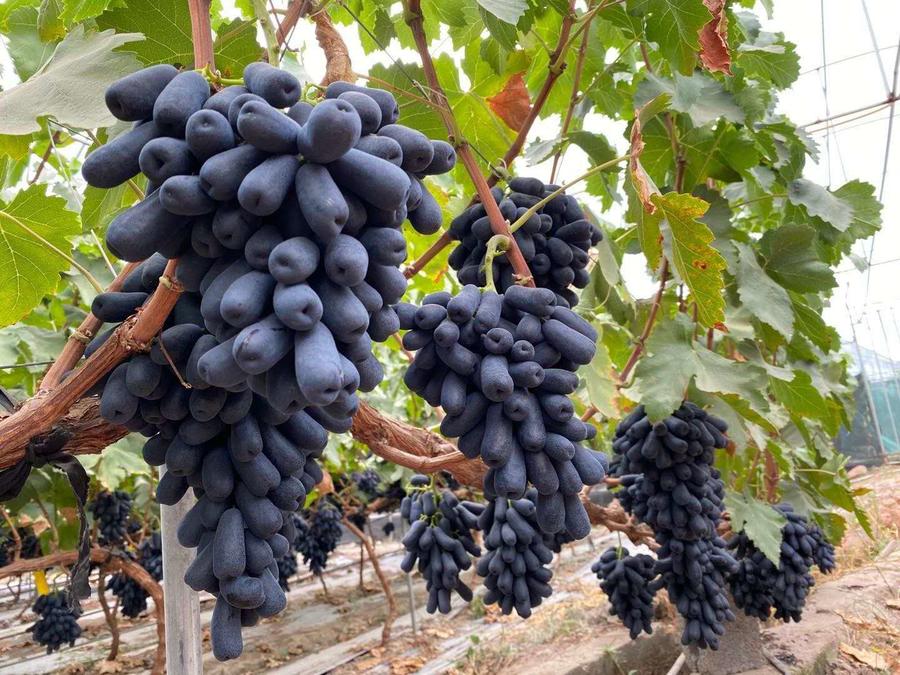 进口蓝宝石 手指黑提 一盒4斤装