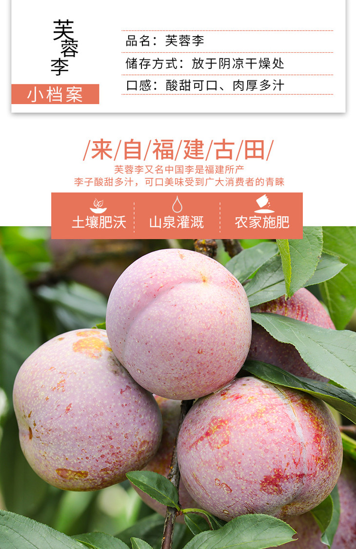 白水洋芙蓉李5斤装