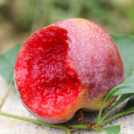 白水洋芙蓉李5斤装