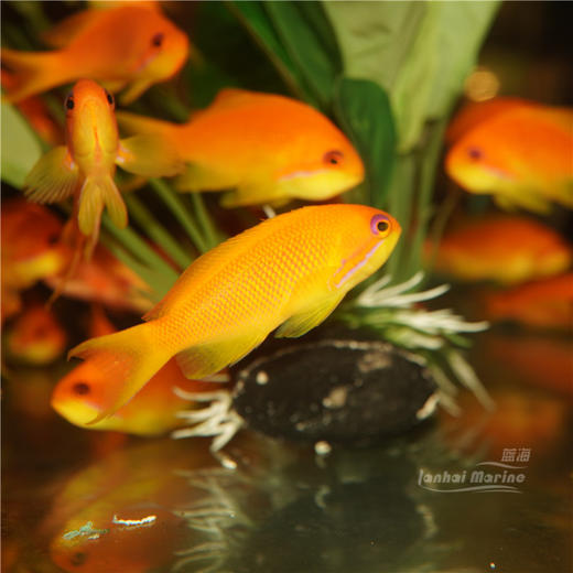 马代蓝眼宝石 母 商品图5