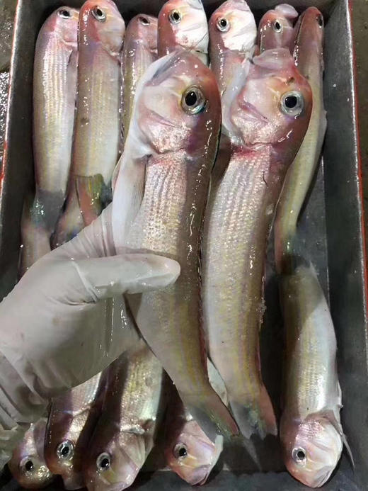 博贺港钓口渔船斧头鱼新鲜冰鲜马头鱼深海马面鱼海鲜农水产1500g