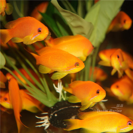 马代蓝眼宝石 母 商品图4