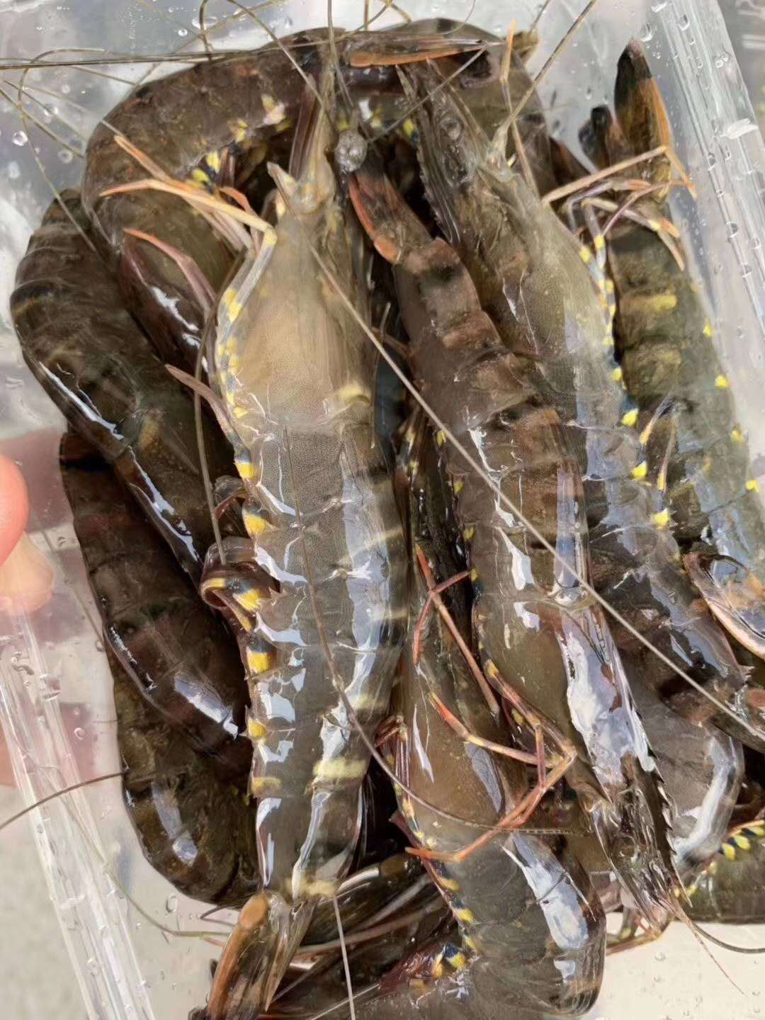 黑虎虾冷冻虎虾大海虾活虾野生大虾海鲜1012条400g