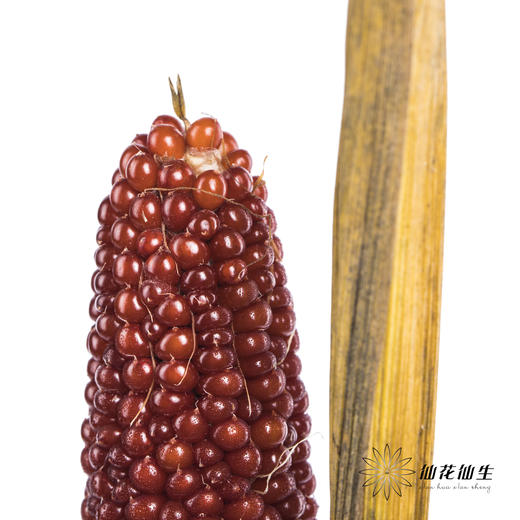 配果 | 小玉米(咖色黄色随机发货,介意慎拍) 商品图0