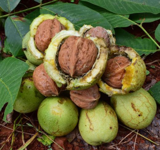 【预售】云南去青皮新鲜核桃，颗粒饱满，甘甜营养高，超妈产地甄选，请冷藏保存 商品图0