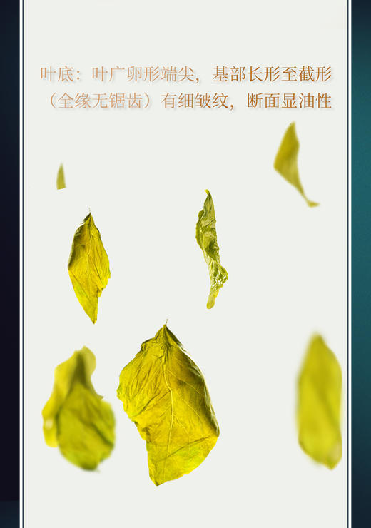 青源堂丁香茶丁香叶50g/罐JPY带授权招加盟代理 商品图10