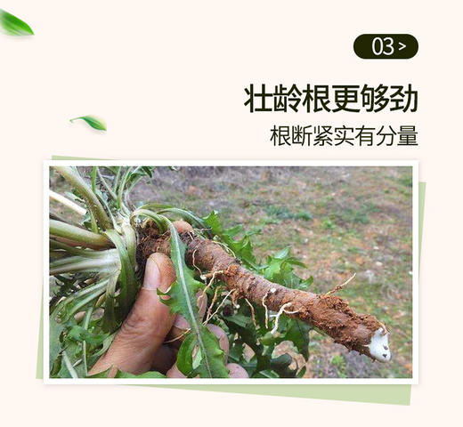 青源堂蒲公英根茶200g/罐JPY带授权招加盟代理 商品图7