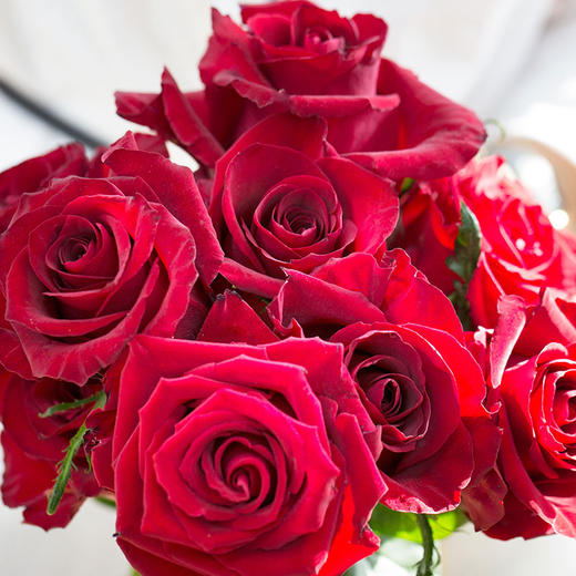 云南鲜花基地直发水养插花玫瑰花真爱10枝