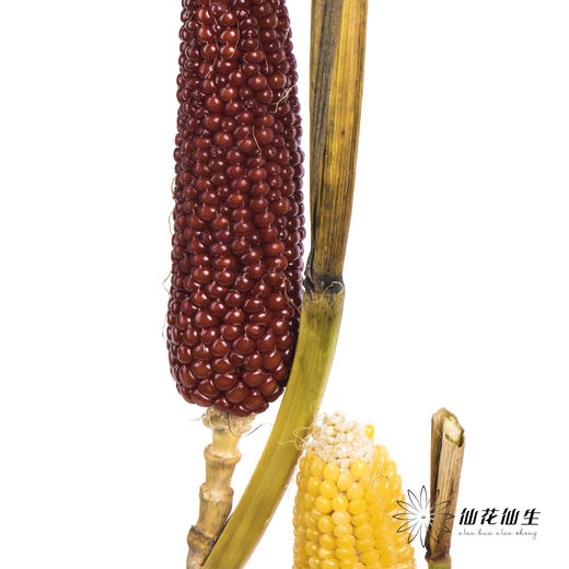 配果 | 小玉米(咖色黄色随机发货,介意慎拍) 商品图6