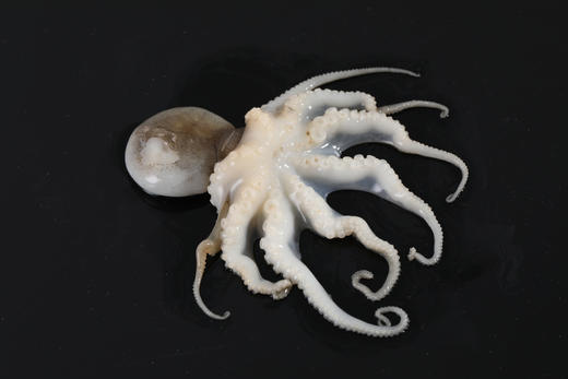 鲜活小章鱼冷冻八爪鱼500g