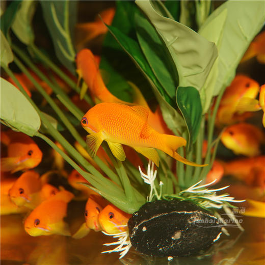 马代蓝眼宝石 母 商品图6