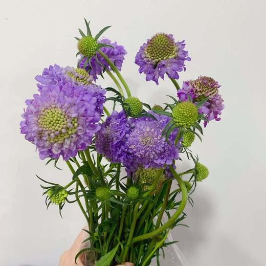 【读本鲜花】松虫草1扎33.9元 ,2扎40.8 元