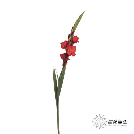 剑兰 | 剑兰红色 商品图3