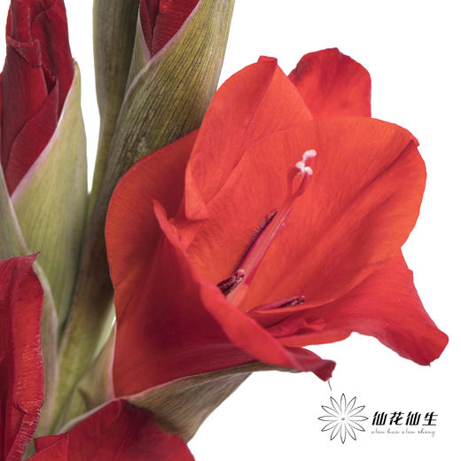 剑兰 | 剑兰红色 商品图2