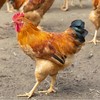 河田鸡（约2.4斤/只） 商品缩略图0
