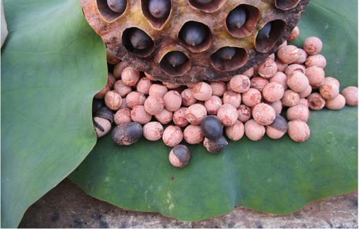 湖北洪湖除芯白莲子  全国包邮 商品图3