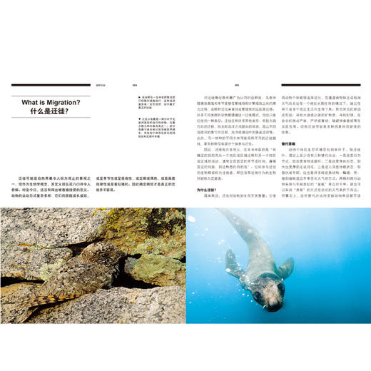 美丽的地球大迁徙 地球上最伟大的生命旅程 本霍尔著 动物迁徙 美丽的地球系列 中信出版社图书 正版 商品图2