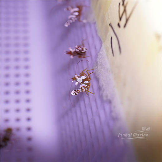 性感虾 商品图3