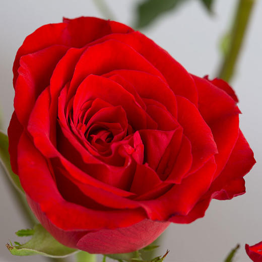 云南鲜花基地直发水养插花玫瑰花真爱10枝