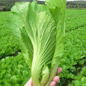 芥菜包（斤）  检测合格，无公害