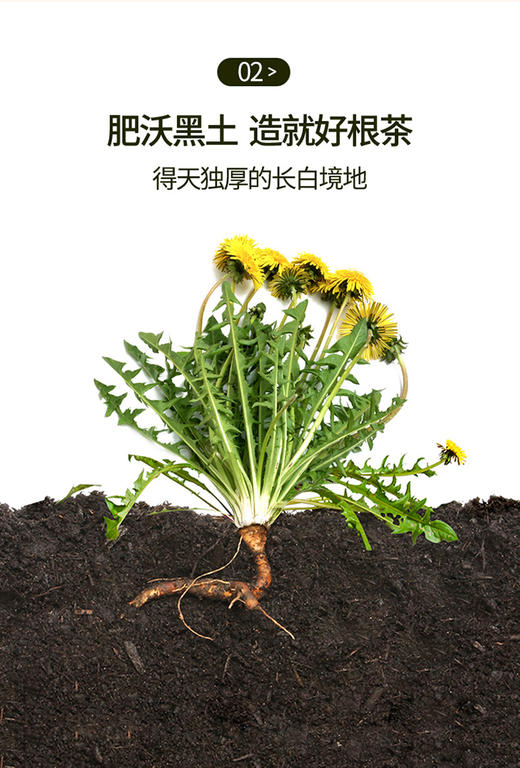 青源堂蒲公英根茶200g/罐JPY带授权招加盟代理 商品图6