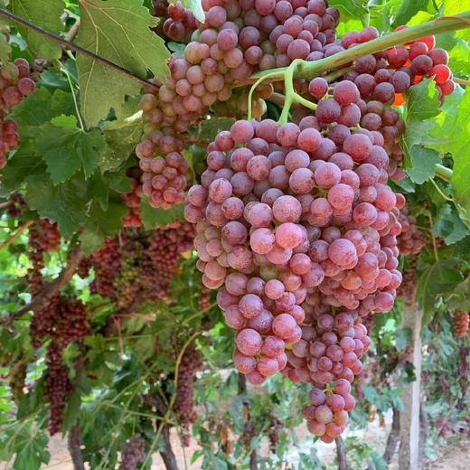 吐鲁番葡萄玻璃翠4斤装 顺丰空运