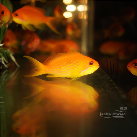 马代蓝眼宝石 母 商品图3