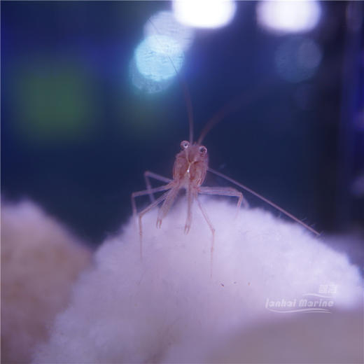 国产薄荷虾（除垃圾葵） 商品图3