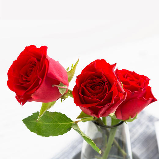 云南鲜花基地直发水养插花玫瑰花真爱10枝