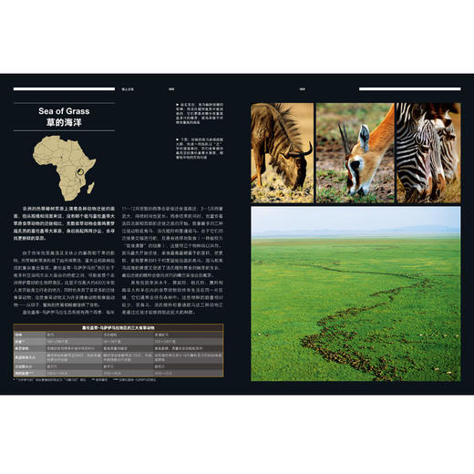 美丽的地球大迁徙 地球上最伟大的生命旅程 本霍尔著 动物迁徙 美丽的地球系列 中信出版社图书 正版 商品图3