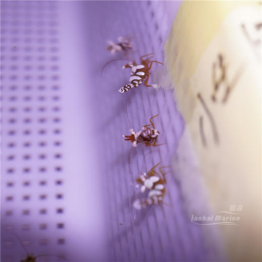 性感虾 商品图5