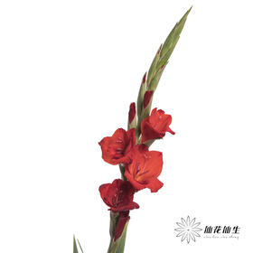 剑兰 | 剑兰红色