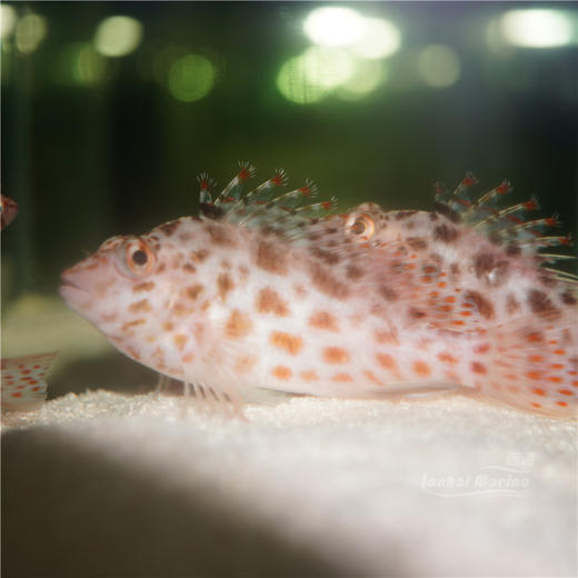 荔枝鹰 商品图4