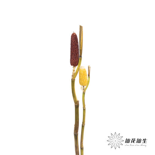 配果 | 小玉米(咖色黄色随机发货,介意慎拍) 商品图10