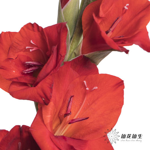 剑兰 | 剑兰红色 商品图1